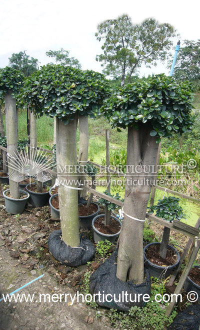 Ficus Macrophylla